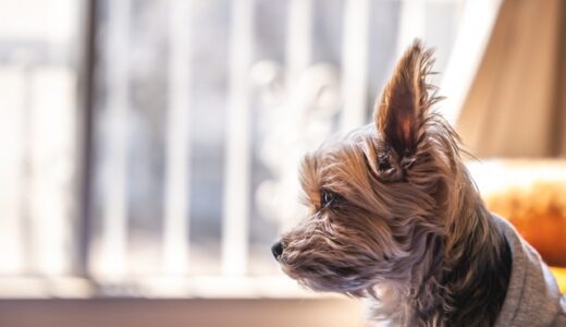 【2024年1月】犬がいる家におすすめの空気清浄機10選